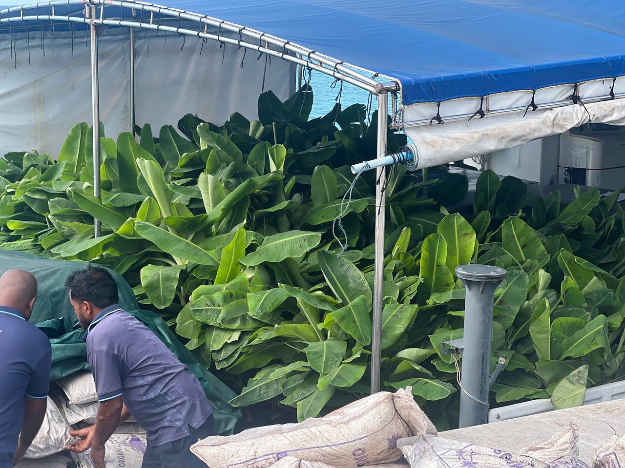 ކައުންސިލުން މިނިސްޓްރީ އޮފް އެގްރިކަލްޗަރ އާއި ގުޅިގެންކުރިއަށްގެންދިޔަ ފަތްކެޔި އިންދުމުގެ ޕްރޮގުރާމް 2026